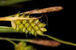 Pale sedge